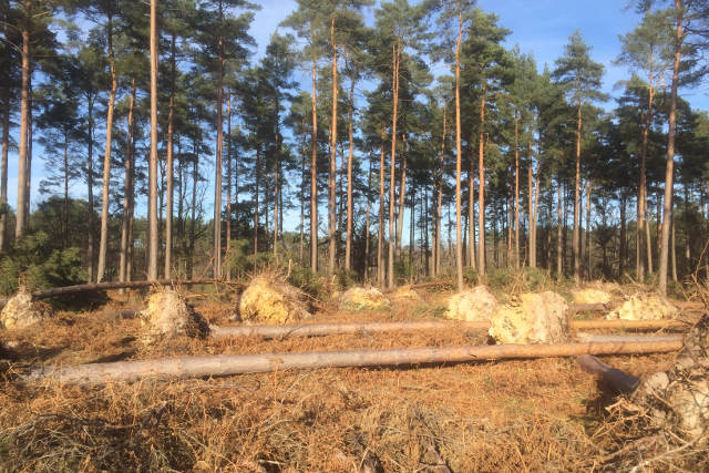 fallen pine trees with large root balls prominently seen.